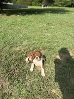 June, a female Boston Terrier and Beagle for sale in King George, VA – 1 of 5