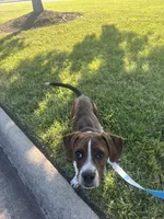 Tucker, a male Boston Terrier and Beagle for sale in King George, VA – 4 of 7