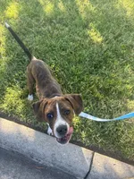 Tucker, a male Boston Terrier and Beagle for sale in King George, VA – 7 of 7