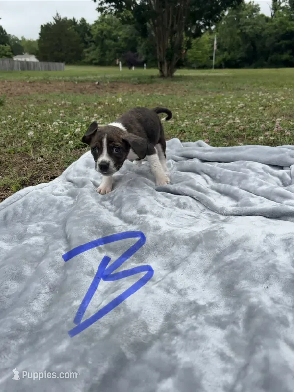 Boone – Boston Terrier, Beagle puppy for sale in King George, VA