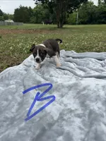 Boone, a male Boston Terrier and Beagle for sale in King George, VA – 1 of 3
