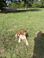 June, a female Boston Terrier and Beagle for sale in King George, VA – 4 of 6