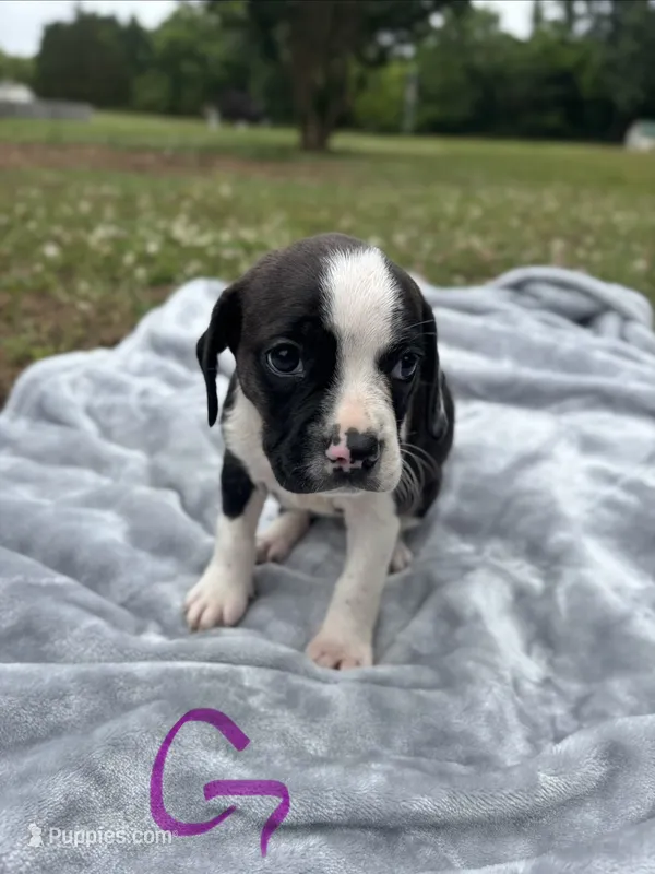 Emmylou – Boston Terrier, Beagle puppy for sale in King George, VA