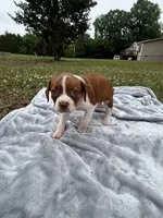 Delta, a female Boston Terrier and Beagle for sale in King George, VA – 4 of 4