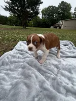 Delta, a female Boston Terrier and Beagle for sale in King George, VA – 3 of 4