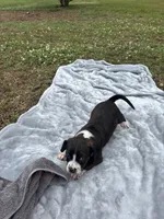 Nash, a male Boston Terrier and Beagle for sale in King George, VA – 3 of 3