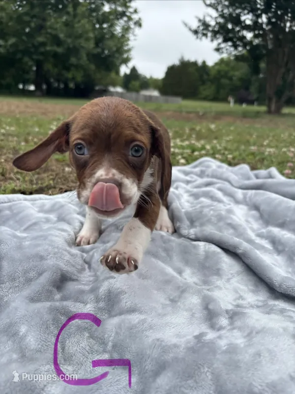 June – Boston Terrier, Beagle puppy for sale in King George, VA