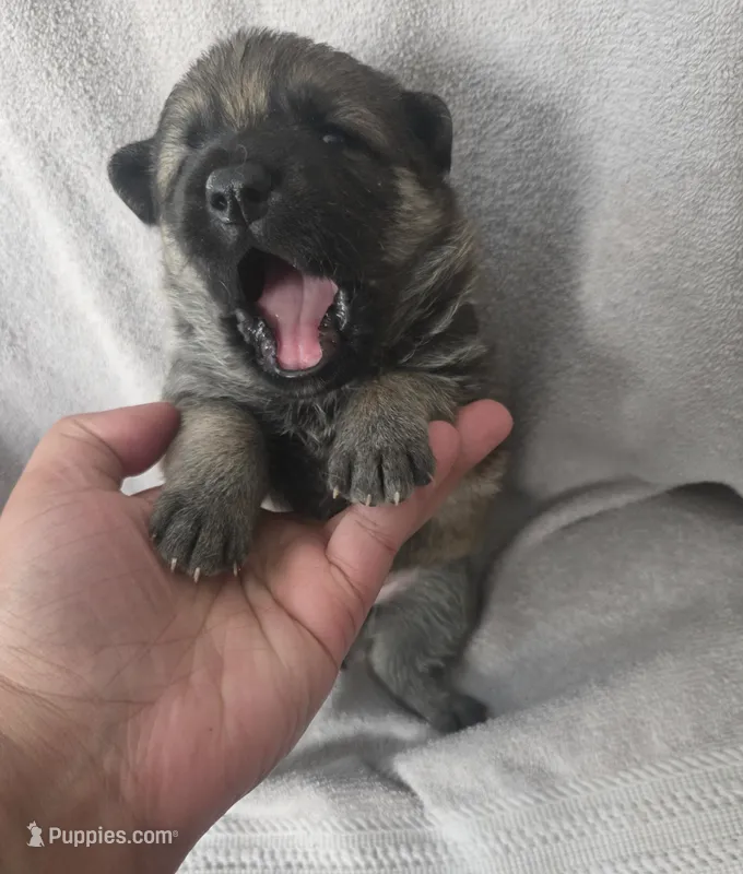 Dean – German Shepherd Dog puppy for sale in Pleasantville, NJ