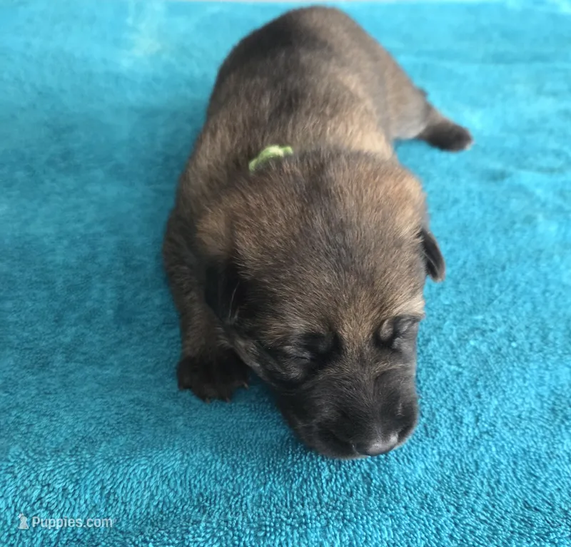 Rocky – German Shepherd Dog puppy on hold in Pleasantville, NJ