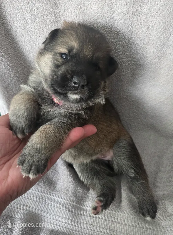 Molly – German Shepherd Dog puppy for sale in Pleasantville, NJ