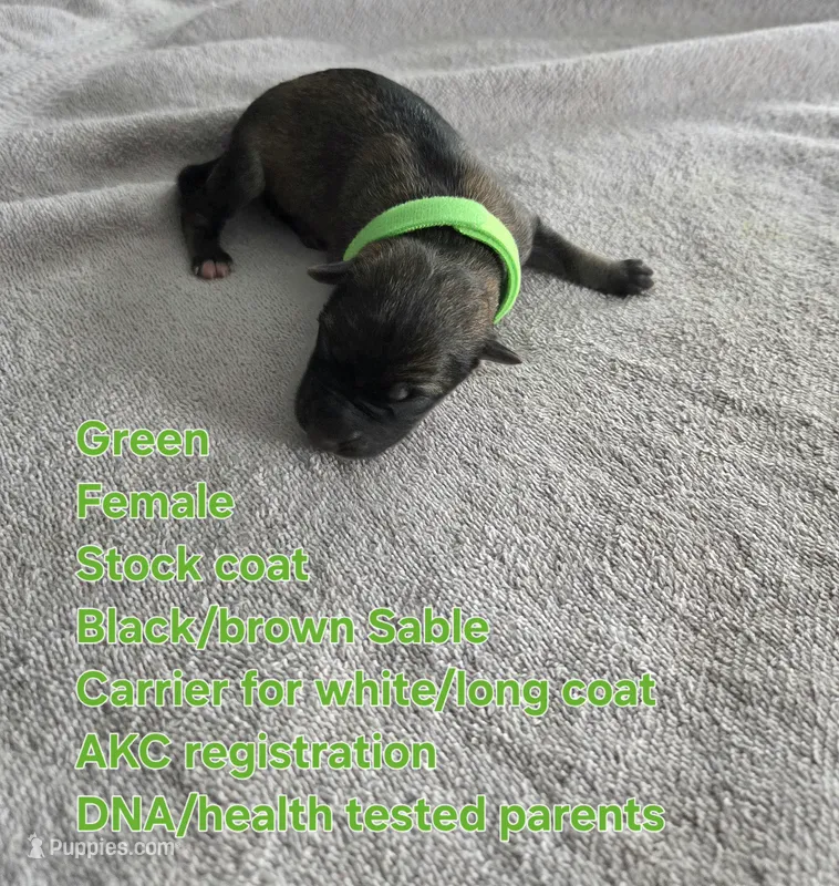 Green – German Shepherd Dog puppy for sale in Pleasantville, NJ