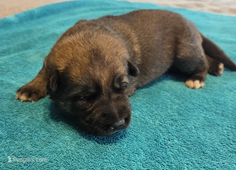 Dean – German Shepherd Dog puppy for sale in Pleasantville, NJ