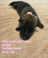 Holly, a female German Shepherd Dog for sale in Pleasantville, NJ – 1 of 2