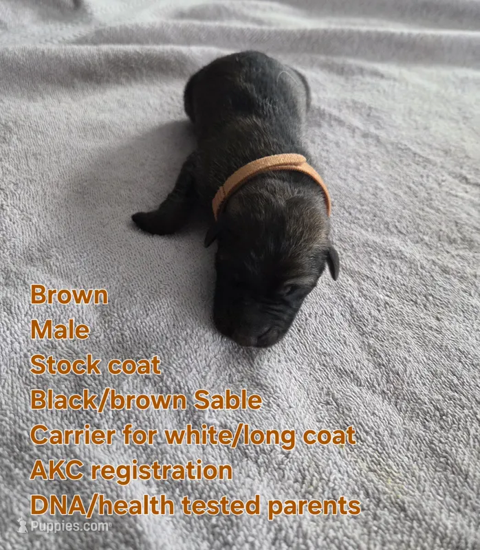 Brown – German Shepherd Dog puppy for sale in Pleasantville, NJ