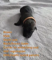 Brown, a male German Shepherd Dog for sale in Pleasantville, NJ – 1 of 3