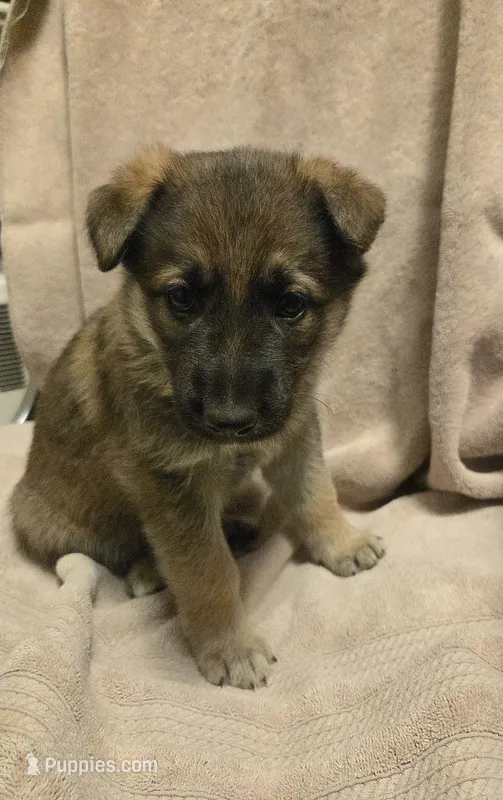 Jolly – German Shepherd Dog puppy for sale in Pleasantville, NJ