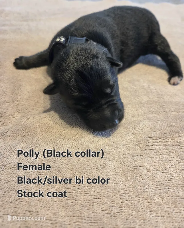 Polly – German Shepherd Dog puppy for sale in Pleasantville, NJ