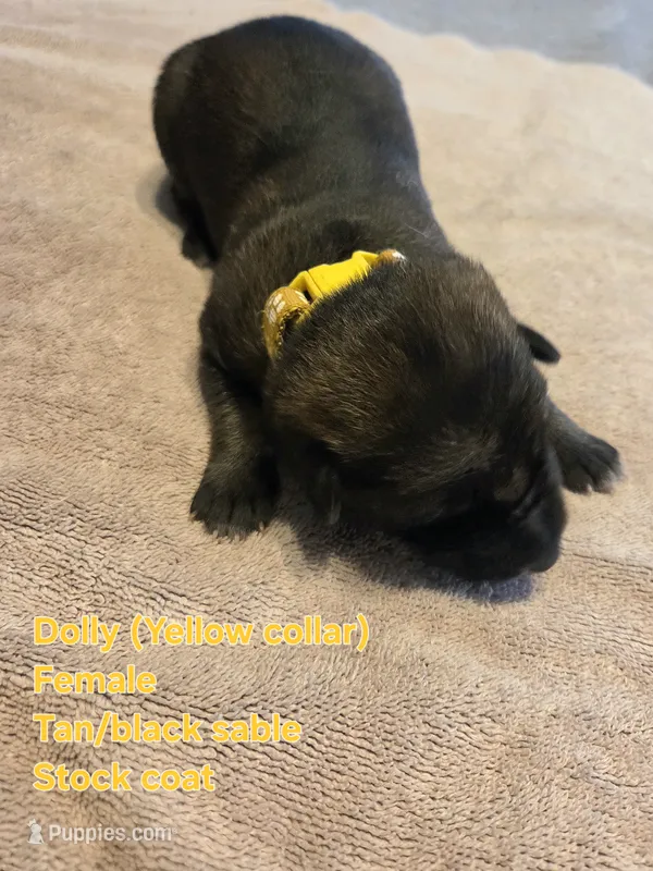 Dolly – German Shepherd Dog puppy for sale in Pleasantville, NJ