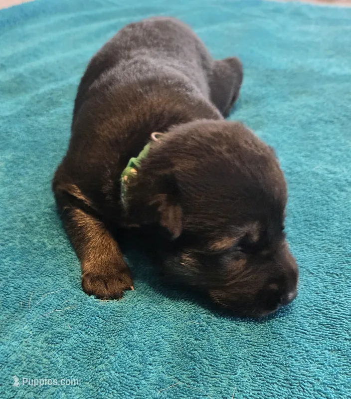 Lolly – German Shepherd Dog puppy for sale in Pleasantville, NJ