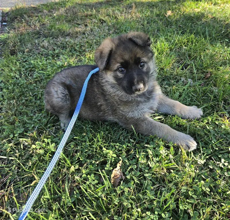 Dean – German Shepherd Dog puppy for sale in Pleasantville, NJ