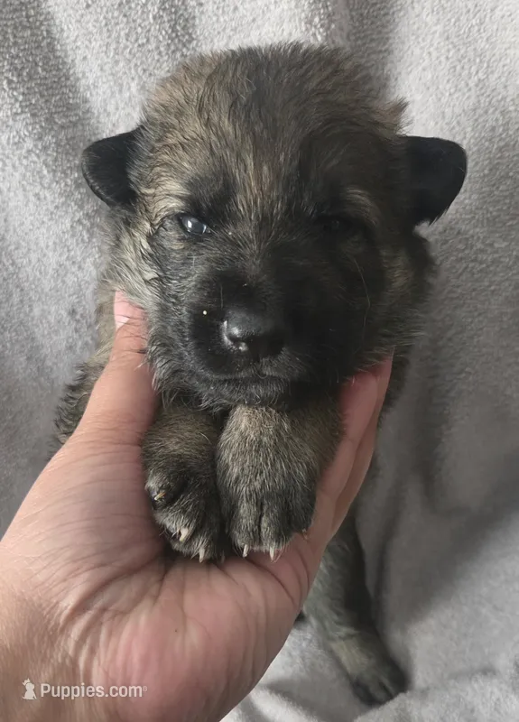 Holly – German Shepherd Dog puppy for sale in Pleasantville, NJ