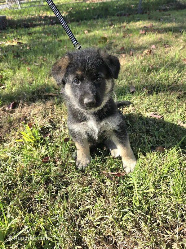 Asher – German Shepherd Dog puppy on hold in Pleasantville, NJ