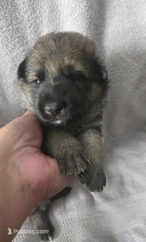 Rocky – German Shepherd Dog puppy on hold in Pleasantville, NJ