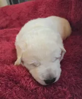 Olaf, a male German Shepherd Dog for sale in Pleasantville, NJ – Photo 3 of 5