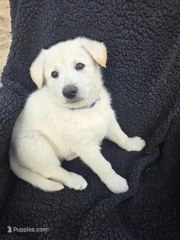 Olaf – German Shepherd Dog puppy on hold in Pleasantville, NJ