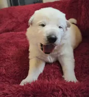 Olaf, a male German Shepherd Dog for sale in Pleasantville, NJ – Photo 1 of 5