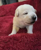 Olaf, a male German Shepherd Dog for sale in Pleasantville, NJ – Photo 2 of 5