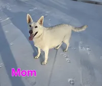 Olaf, a male German Shepherd Dog for sale in Pleasantville, NJ – Photo 5 of 5