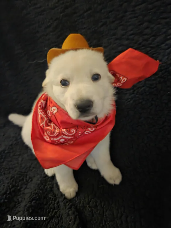 Olaf – German Shepherd Dog puppy on hold in Pleasantville, NJ