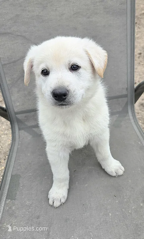 Olaf – German Shepherd Dog puppy on hold in Pleasantville, NJ