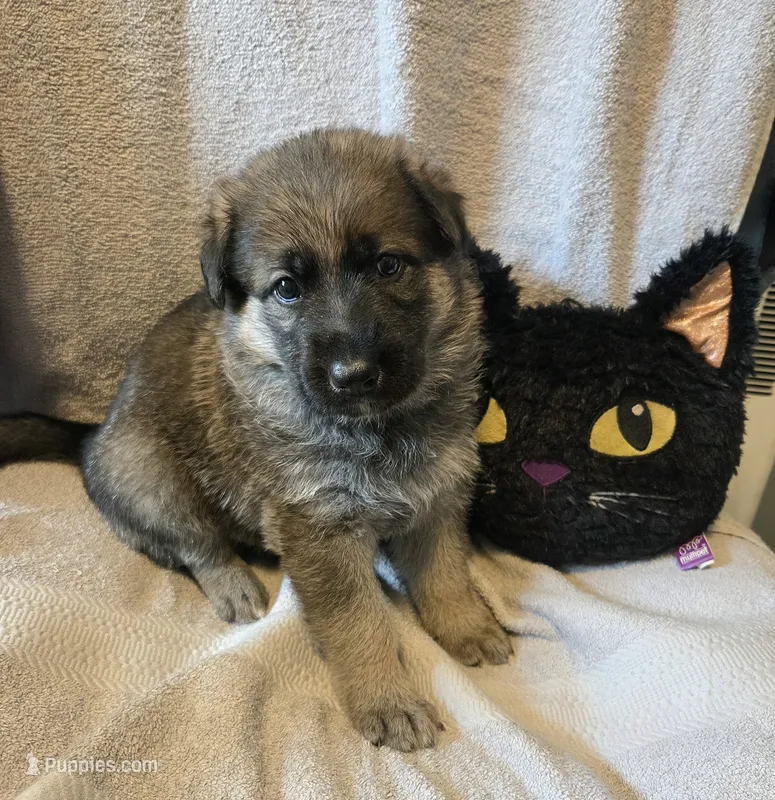 Rocky – German Shepherd Dog puppy on hold in Pleasantville, NJ