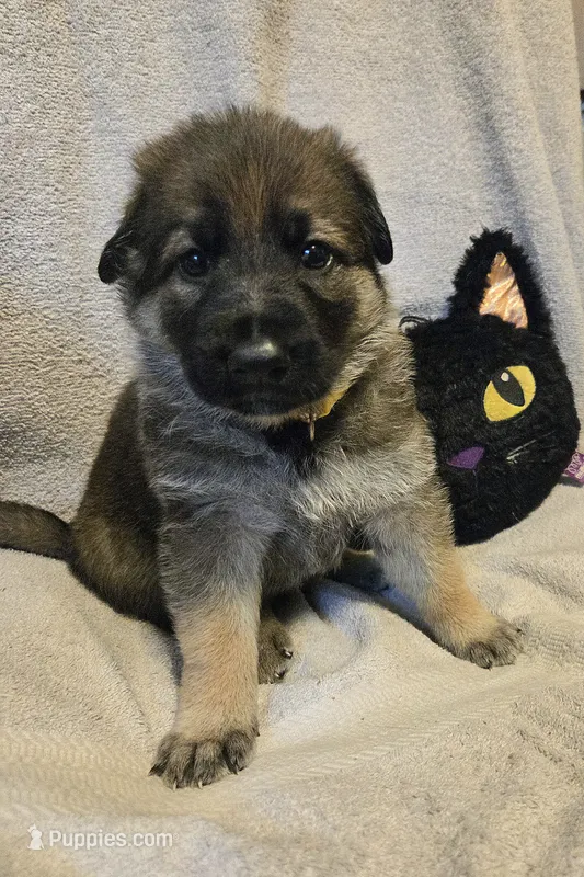 Dolly – German Shepherd Dog puppy for sale in Pleasantville, NJ