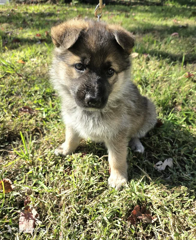 Molly – German Shepherd Dog puppy for sale in Pleasantville, NJ