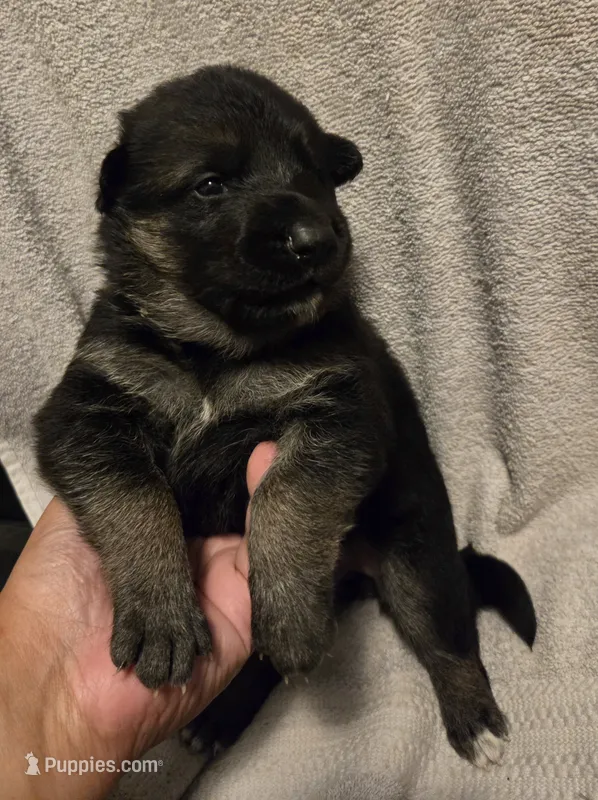 Polly – German Shepherd Dog puppy for sale in Pleasantville, NJ