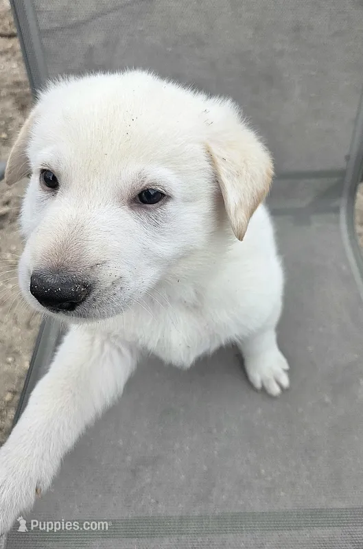 Kristoff – German Shepherd Dog puppy for sale in Pleasantville, NJ