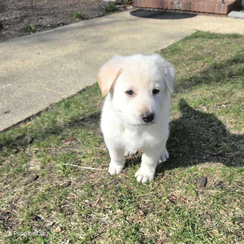 Kristoff – German Shepherd Dog puppy for sale in Pleasantville, NJ