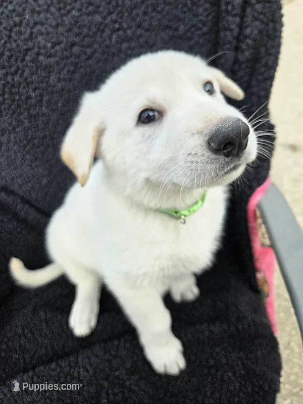 Kristoff – German Shepherd Dog puppy for sale in Pleasantville, NJ