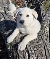 Hans, a male German Shepherd Dog for sale in Pleasantville, NJ – Photo 1 of 10