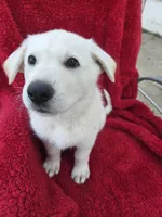 Hans, a male German Shepherd Dog for sale in Pleasantville, NJ – Photo 6 of 10