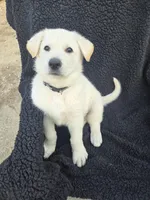 Hans, a male German Shepherd Dog for sale in Pleasantville, NJ – Photo 4 of 10