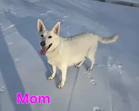 Hans, a male German Shepherd Dog for sale in Pleasantville, NJ – Photo 9 of 10