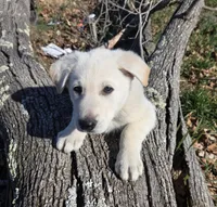 Hans, a male German Shepherd Dog for sale in Pleasantville, NJ – Photo 3 of 10