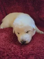 Kristoff, a male German Shepherd Dog for sale in Pleasantville, NJ – Photo 1 of 4