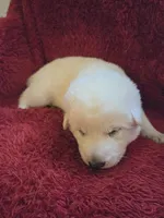 Kristoff, a male German Shepherd Dog for sale in Pleasantville, NJ – Photo 2 of 4