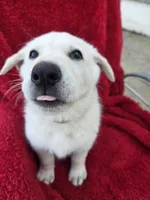 Hans, a male German Shepherd Dog for sale in Pleasantville, NJ – Photo 5 of 10