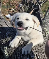 Hans, a male German Shepherd Dog for sale in Pleasantville, NJ – Photo 2 of 10